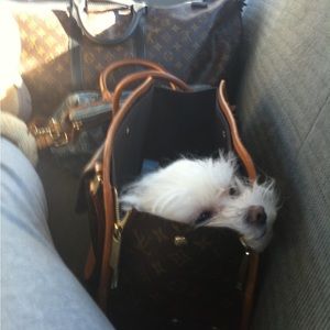 Louis Vuitton dog bag